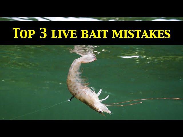 Top 3 LIVE BAIT RIGGING MISTAKES (Underwater Evidence)