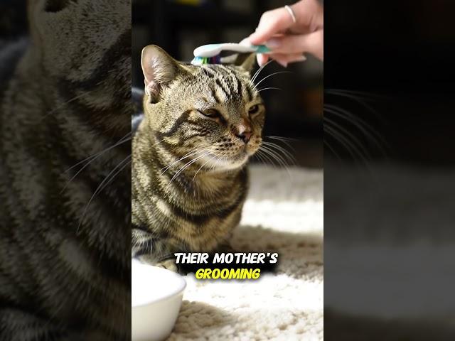 This Simple Trick Makes Your Cat Feel Loved #cat #shorts