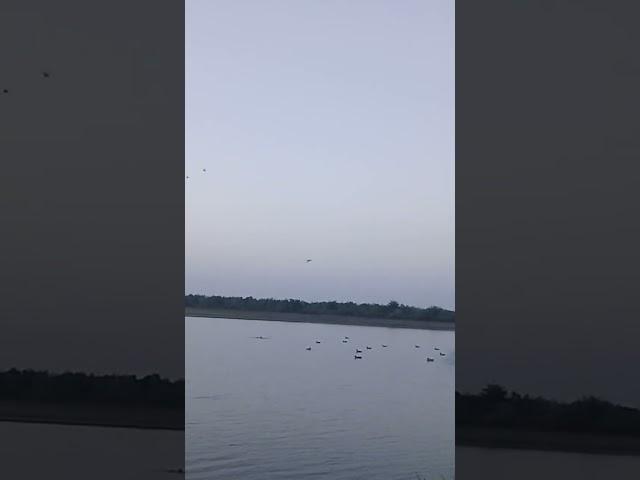 teal hunting at river Indus #viral #trending #shots