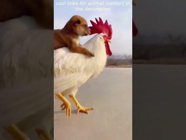 Top  Funny animals videos - Try Not To Laugh  - 57 #Shorts