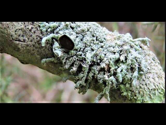 Physcia adscendens  on vitex agnus castus   Greece by Theo