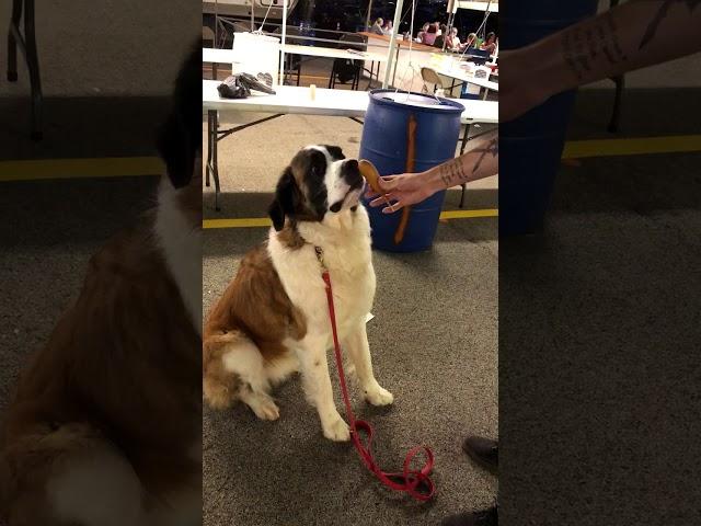 St. Bernard Reluctantly Doesn’t Take Food from Stranger