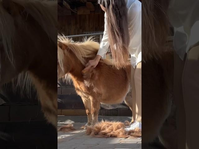 Am Ende kurz mein neues Pferd exposed  #fellwechsel #equestrian #minishetty #fail #fun #horses