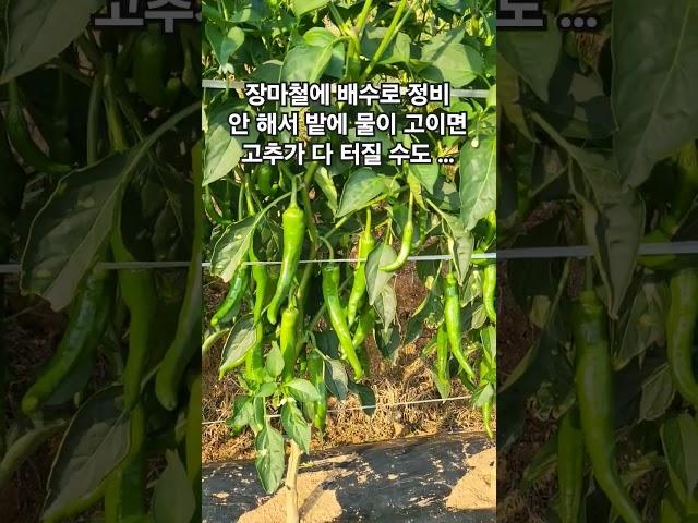 장마 시작 전 고추밭 배수로 정비는 필수