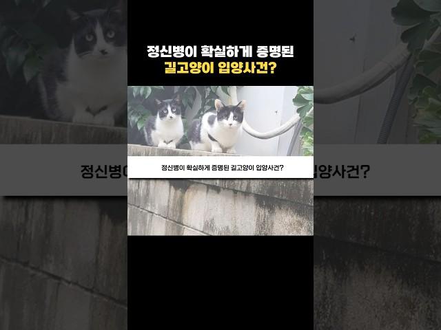 커뮤인이 사이다 날린 길고양이 입양사건