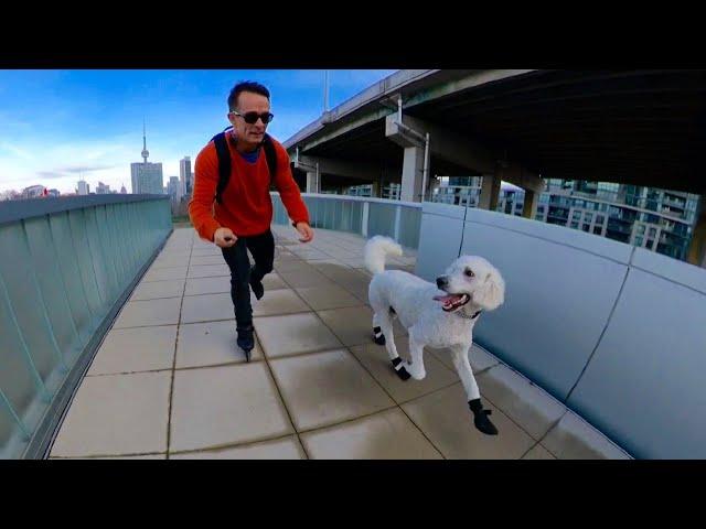 Instant Friendship!! GIANT Puppy And The Skater