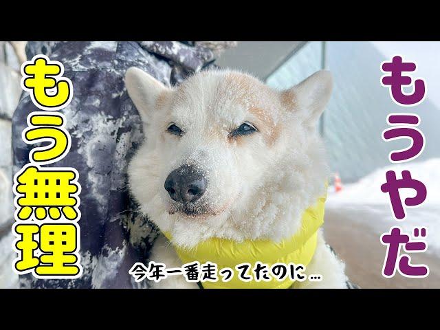 ご機嫌で散歩してたのに、地吹雪に遭遇してしょんぼり犬です