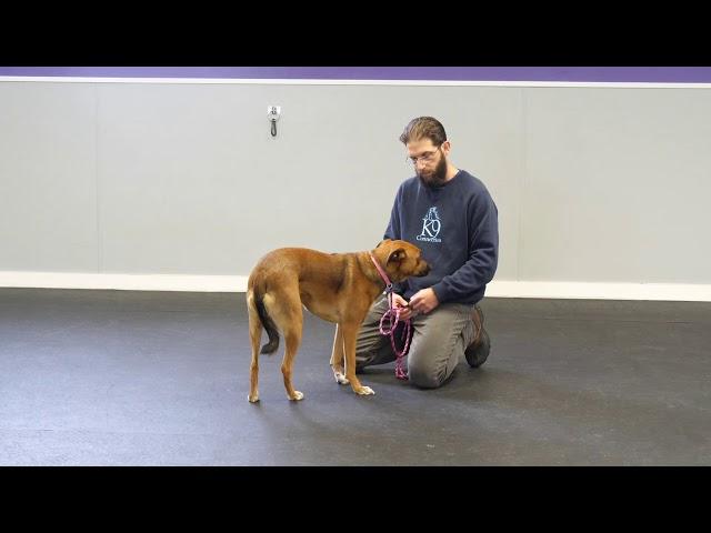 Training a Fear Aggressive Dog