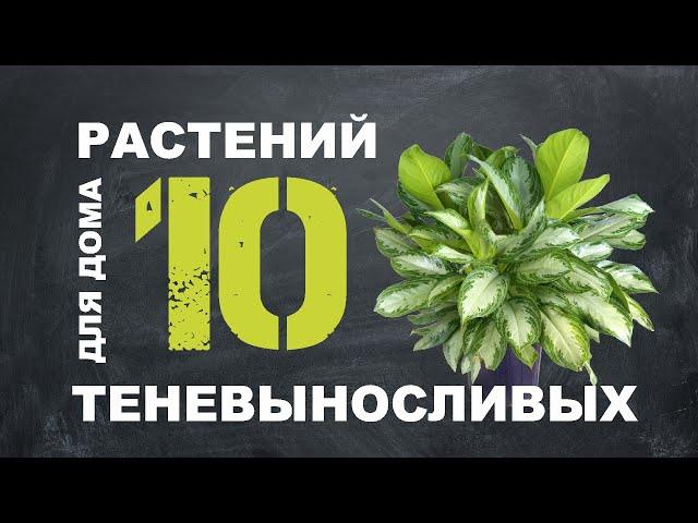 ТОП 10 ТЕНЕЛЮБИВЫХ РАСТЕНИЙ ДЛЯ ДОМА 