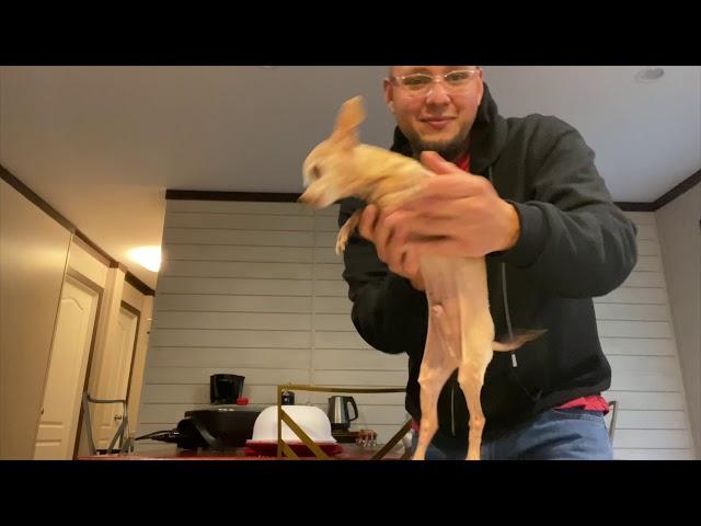 The Dancing Chihuahua