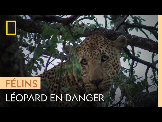 Un léopard tente de fuir mais se fait rattraper par un clan de lions