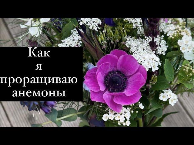 Как я проращиваю анемоны