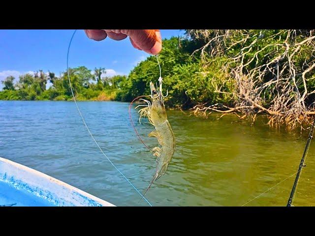 PESCA con CAMARON VIVO en los MANGLARES || PESCA de PARGOS y ROBALOS