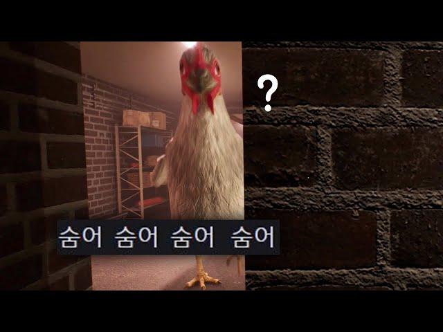닭이 커지면 이렇게 무서울줄 몰랐습니다..