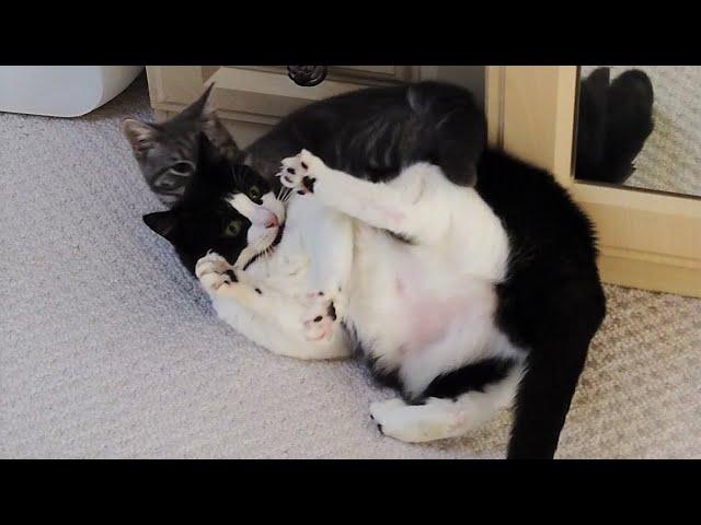 Kitten Takes Down Cat & Makes Him Scream