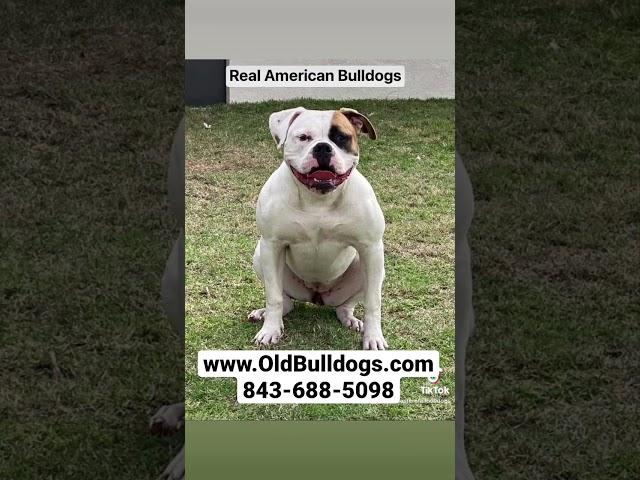 We Have Real American Bulldogs. THE MASTER OF ALL BULLDOGS