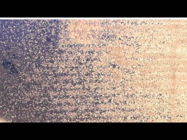 Cava Menzies | Nick Phillips: "The Peacocks" (from Moment to Moment)