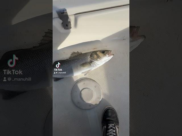 #pesca #fishing #pescaspinning #fish #branzino #spigola #seabass #perte
