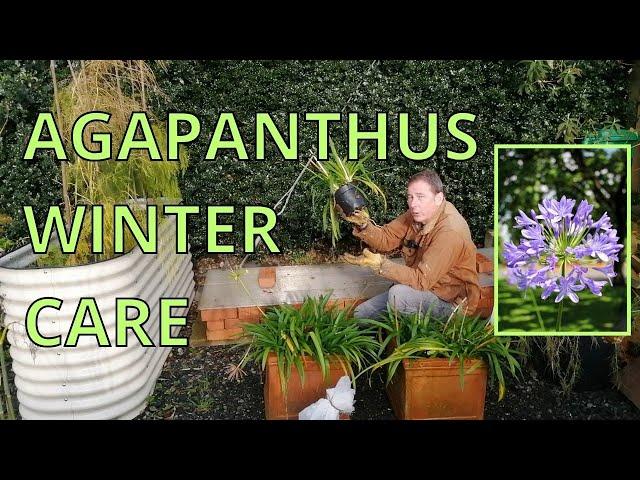 Agapanthus Winter Care Lily of The Nile Overwintering Winterizing Agapanthus