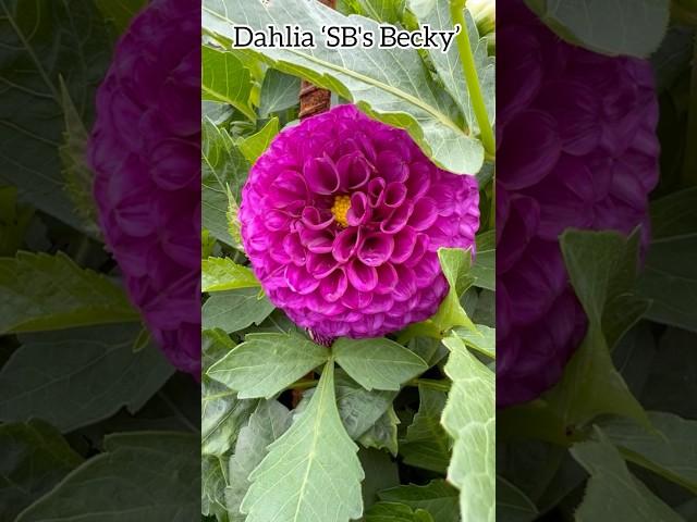 Dahlia ‘SB's Becky’ #dahlia #dahliacollections #dahliagarden #asteraceae #flowers #fleurs #plants