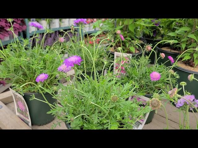 Scabiosa 'Butterfly Blue' + 'Pink Mist' (Pincushion Flower) // Pretty, LONG BLOOMING Perennials