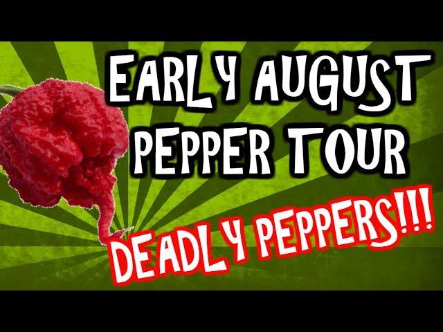 August 2017 Pepper Garden Tour - GROWING DEADLY PEPPERS! | LucasGrowsBest