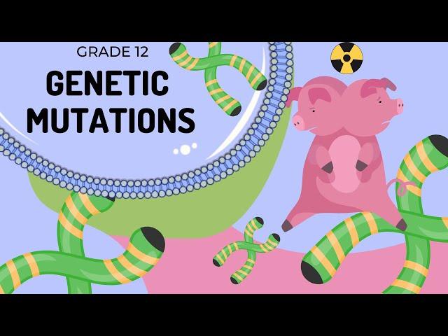 Mutations | Differences between Gene and chromosomal mutations