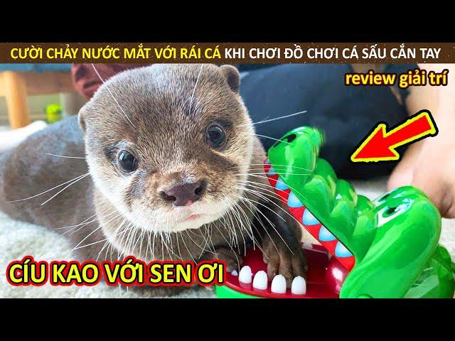 Bún Phở Review Cười Chảy Nước Mắt Với Rái Cá Khi Chơi Trò Cá Sấu Cắn Tay || Review Giải Trí Đời Sống