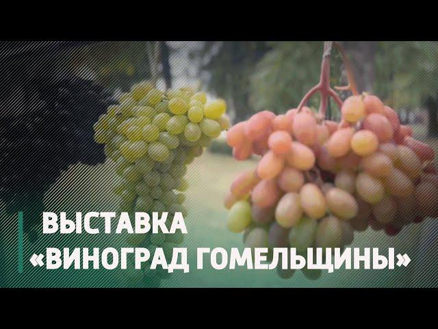 Выставка винограда развернулась в Гомеле