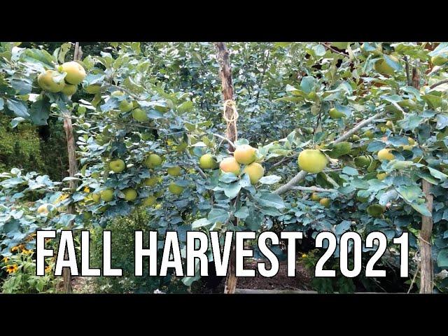 How Did Your Garden Grow? Homesteading Update | Maine Real Estate