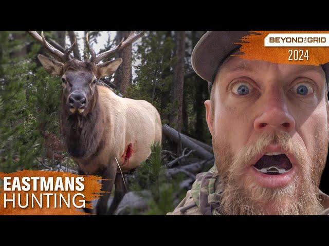 Dead bull walks up to me! Bow Hunting Elk & Moose | Beyond the Grid