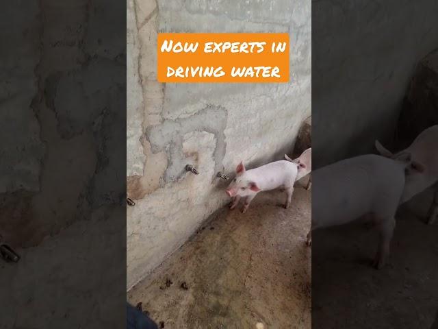 Automatic water drinker for pigs - Water Nipple drinker for pigs #pig #piggery #farming