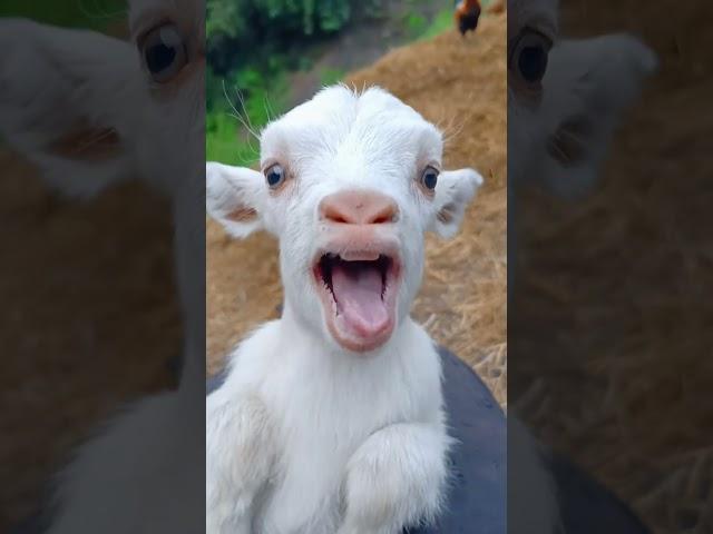 Adorable Goat Lips  The Cutest Little Mouth You'll Ever See!  #cutefarmanimal #funny #cute