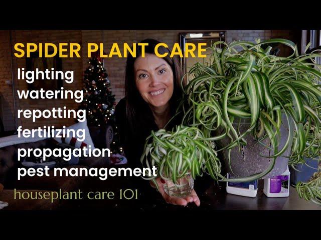 COMPLETE Spider Plant Care - Watering, Lighting, Repotting, Propagation  & More -Houseplant Care 101