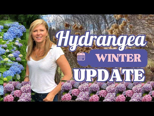 Hydrangea Winter Update - Kelly Lehman