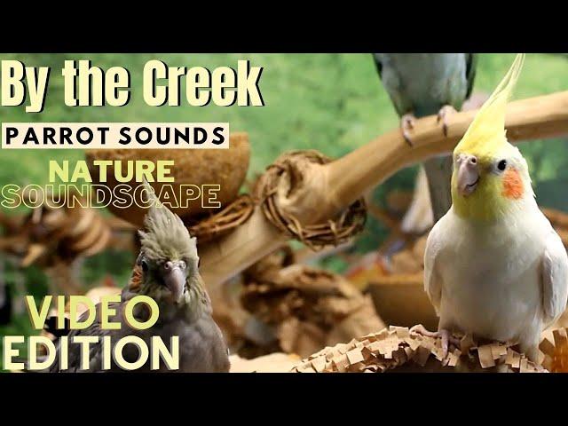 Forest & Parrot Sounds by the Creek Soundscape | 3+ Hours | Parrot TV for Your Bird Room