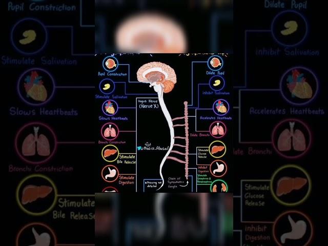 Autonomic Nervous System #ans #medical #mbbs #shorts @medicoshots