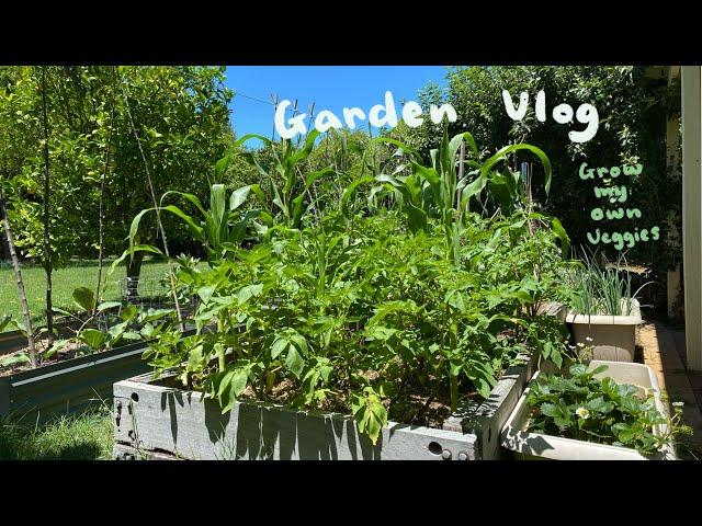 变成森林的院子！开始自给自足的田园生活? Garden vlog, grow my own veggies