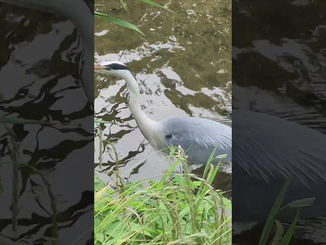 뇌 힐링/ 왜가리../ 표정이 너무 진지함../South Korea Nowon Danghyeoncheon Stream ,