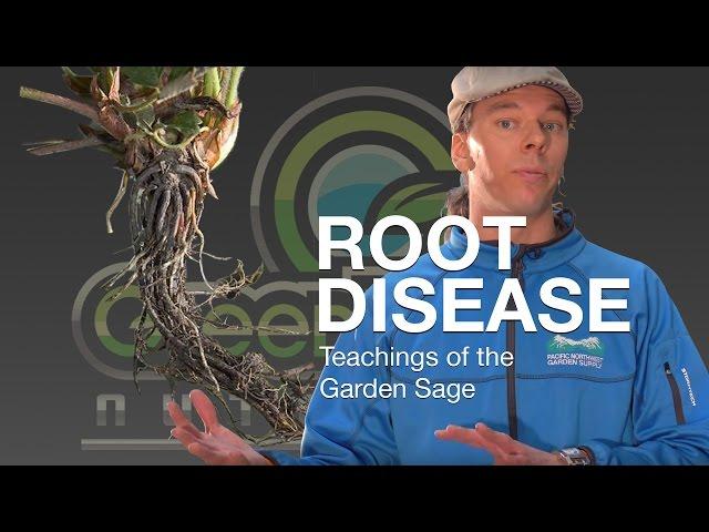 Root Disease - The Garden Sage 12