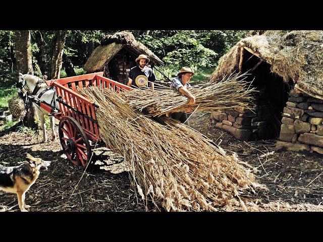 IRON AGE BUSHCRAFT BUILD with Horse & Hand-tools | Reed Thatching Starts! (Ep.14)