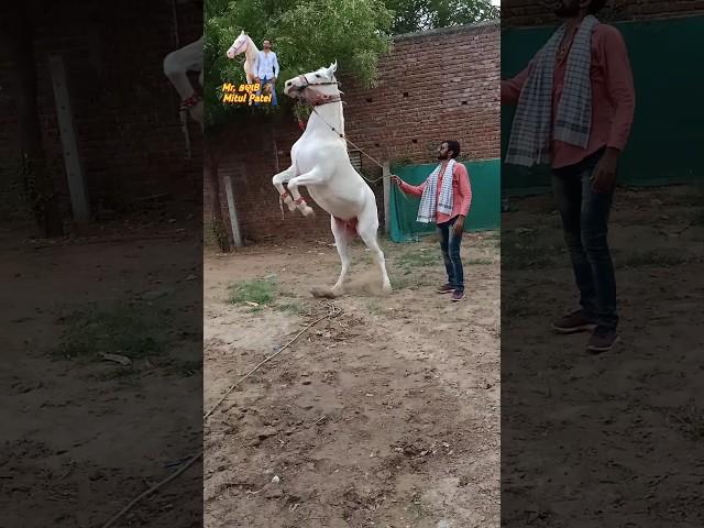 Riding Star Rajal & Mr. કણબી  Mitul Patel 9824231927 #mitulpatelkaranasavfarm #mitulpatel