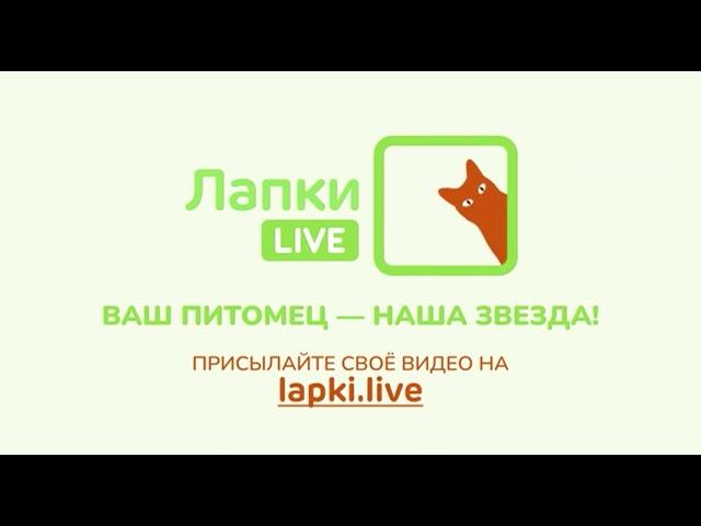 Лапки Live ID's showreel (05.2023)