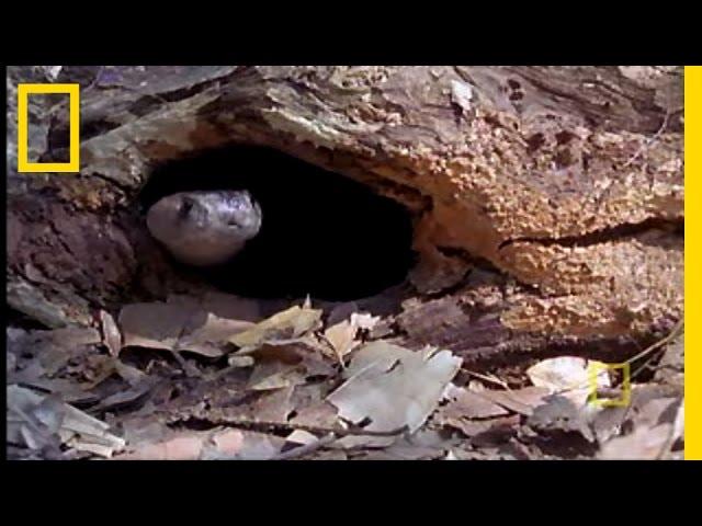Cobra vs. Monitor Lizard | National Geographic