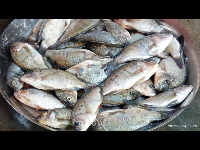 Tilapia Fish Recipe | tilapia macher jhal recipe | tilapia fish curry recipe | Bengali fish recipe