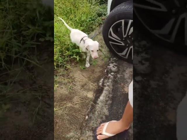 Levei a Bella para Passear no Sitio | Cachorro no mato #cao #labrador #cachorra #viralata