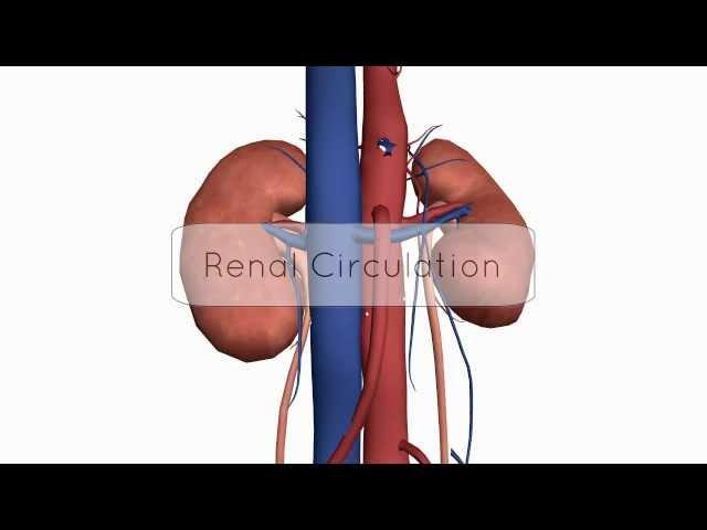 Renal Circulation/Blood Supply - Anatomy Tutorial