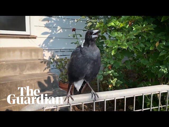 Australian magpie mimics emergency siren during NSW bushfires