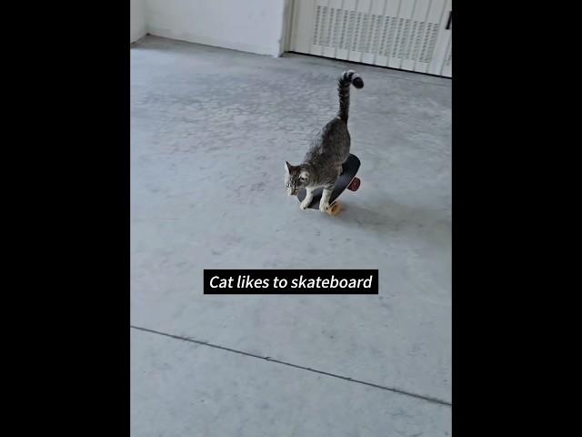 Cats playing skateboarding. #cat #catvideos #catsoftiktok #foryou #cutecats #catlover #fyp ##viral