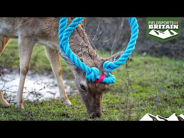 Tangled buck in the rut